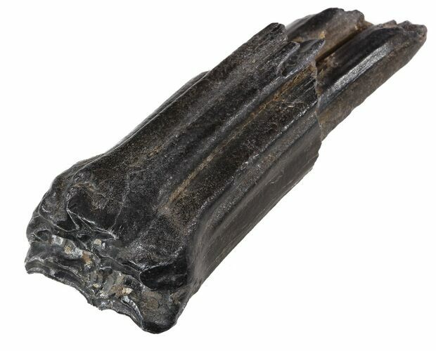 Pleistocene Aged Fossil Horse Tooth - Florida #53156